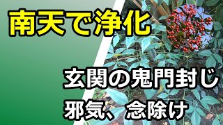 【植物浄化】南天で玄関の鬼門封じ 土地＆物を清める 邪気 念除け