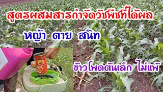 วิธีผสมสารกำจัดวัชพืช ช่วงข้าวโพดต้นเล็กหญ้าตายดีและไม่แพ้สารด้วย