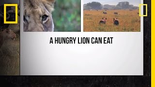 Lions | Deadly Instinct