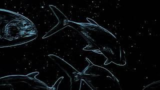 Relaxing animation of Fish - Live Sketch  -- Black Screen with fish contours