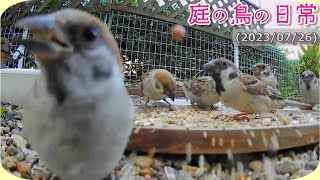 【庭の鳥の日常】(23,07,26) チュン達は、キジバトと上手に距離をとって食事をしています。