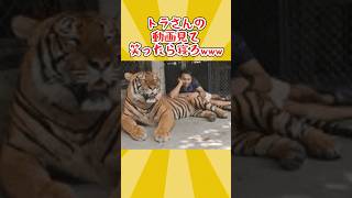 トラさんの動画見て笑ったら寝ろwwwww