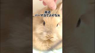 毛で遊ばれるうさぎ　#ライオンラビット　#shorts #bunny #rabbit #ウサギ #うさぎ