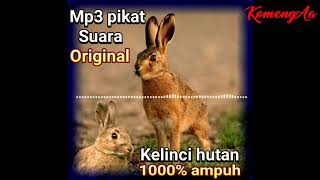 Suara kelinci hutan pikat 1000%ampuh