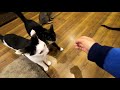 【飯テロ】世界一可愛いテロリストおやつを見せると修羅場に（保護猫カフェ森のねこ舎）show a snack at a cat cafe