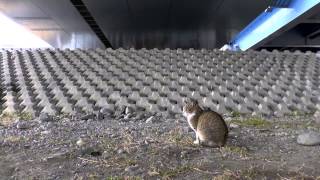 【地域猫】橋の下は雨の日も快適。【魚くれくれ野良猫】