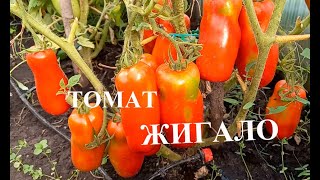 Томат Жигало, обзор сорта, очень урожайный и вкусный томат, подходит для засолки и вяления