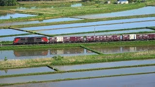 室蘭本線《宇宙軒カーブ》《長和の水田地帯》を行く貨物列車