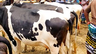 Hazratpur goru hat very popular cattle market 31-July-22 @arafagrofarm5193