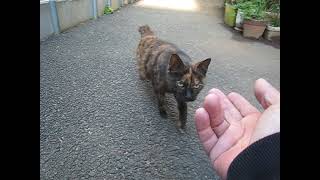 ハスキーボイスのサビ猫さん。