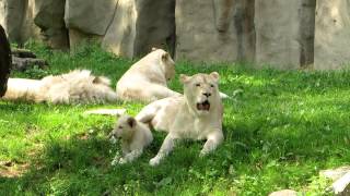 Ouwehands Dierenpark: Witte Leeuwen