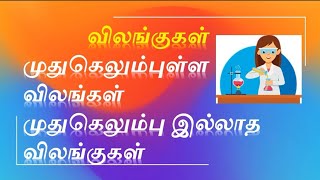 அறிவியல் ஆண்டு 4 | முதுகெலும்புள்ள, முதுகெலும்பு இல்லாத விலங்குகள்