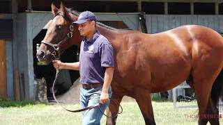 KEESEP18, Hip 739, c, City Zip--Cape Cod Girl 17