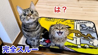 飼い主をお出迎えしたのにスルーされてブチギレてしまった先住猫と新入り子猫w