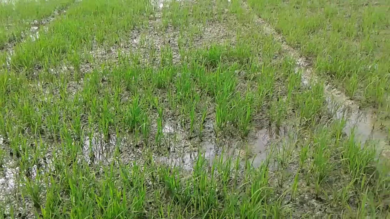Rice Direct Seeding Youtube
