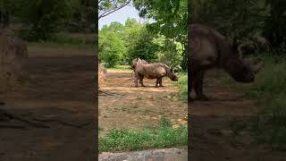 クロサイ親子、散歩中😊The black rhinoceros walking 🐻