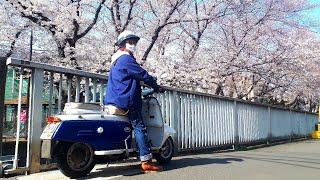 Japanese cherry blossoms and rabbit scooter S301.