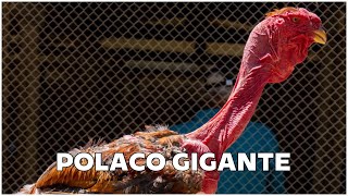 DESCUBRA o SEGREDO por Trás do POLACO GIGANTE com CLÁUDIO: Uma Jornada Fascinante na Criação de Aves