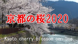 [4K]京都の桜2020　総集編　Kyoto cherry blossom omnibus