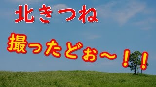 【かわいい】キタキツネがすぐそばに　北キツネの撮影に成功！！