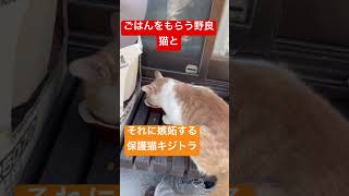 ごはんをもらう野良猫とそれに嫉妬する保護猫キジトラ #ねこ #ネコ #猫 #保護猫 #甘えん坊 #もふもふ #茶白猫 #野良猫 #猫のいる暮らし #ねこのいる生活 #元野良猫 #地域猫 #cat