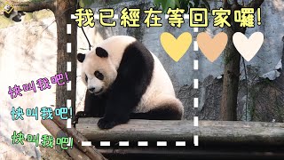 20230402 圓仔吃飽睡飽，回家完全自動自發，讓保育員超好收貓 The Giant Panda Yuan Zai