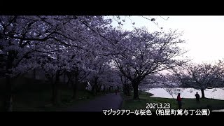 【風景動画・桜】マジックアワーな桜色(2021年3月23日・駕与丁公園／粕屋町)