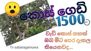 අරුම පුදුම කොස් ගස/aruma puduma kos gasa/tv sabaragamuwa