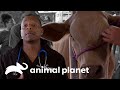 Dr. Diarra Blue remueve los cuernos de un cabestro | Veterinarios de Texas | Animal Planet