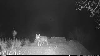 Lupi cacciano un branco di cinghiali🐺🐗 #fototrappolaggio #trailcamera #fototrappola #wolf #wildboar