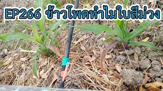 EP266 คลินิกเกษตร ข้าวโพดทำไมใบสีม่วง