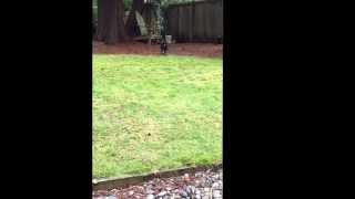 Milo Learning 'fetch & return'