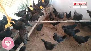 கடக்நாத் என்கிற கருங்கோழி வளர்ப்பு முறையில் 4 வது மாதம் |Kadagnath farm at Chennai/Karunkozhi chicks