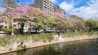 台中綠川魚兒游紅花風鈴木開