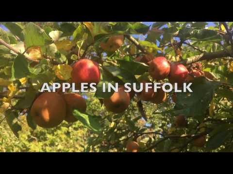 How many varieties of apple are grown in the UK?