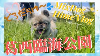 【走りまくり！】MIX犬ヒメ　葛西臨海公園の渚で激走・泥だらけ！  Vlog of a dog walking in Tokyo