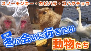 【長野観光】信州冬に会いに行きたい動物たち　地獄谷野猿公苑・須坂市動物園・御法田遊水地