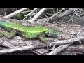 green spiny lizard sceloporus adleri gives the