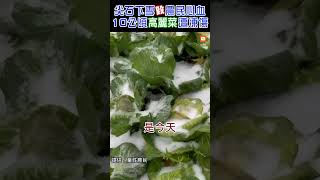 【生活】尖石下雪毀農民心血 10公頃高麗菜遭凍傷