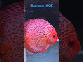 Аквариумная выставка 2025. Дискусы аквариумистика aquarium дискусы москва керчь