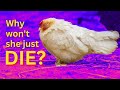 Chicken illness and euthanasia for beginners