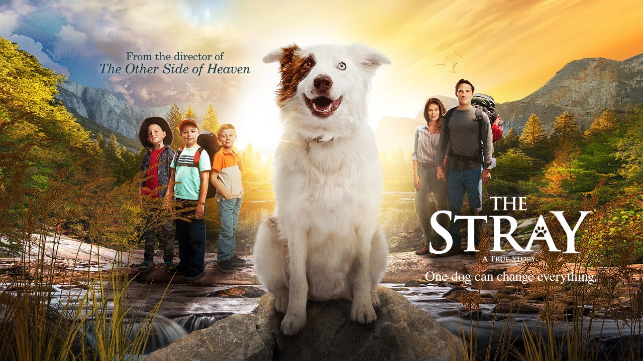 Stray Dogs Movie Trailer At Brendan Bishop Blog