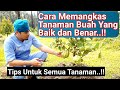 Cara Memangkas Tanaman Buah Yang Baik dan Benar (Mangga, Jambu, Kelengekeng, Alpukat, dll)