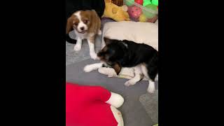 キャバリアの子犬　生後７週間2021.7.12  Cavalier King Charles Spaniel