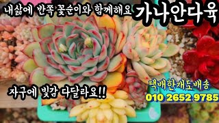 #가나안다육#빛감가격두수자연군생넘착해#홍매화#분채판매#엘샤#버클리#루쯔#스윗캔디#연어#환타#엘레강스#로치