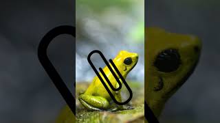 If You See This Frog, Bolt and Seek For Help ☠️ | The Poison Dart Frog |#dartfrog  #shorts