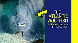 Atlantic wolffish facts intrusting facts about Atlantic wolffish