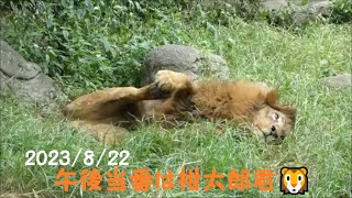 【ライオン】午後当番は柑太郎君🦁　2023/8/22　とべ動物園