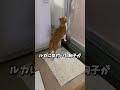 浴槽で溺れる主を助けに行く猫🐾 shorts