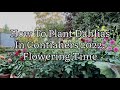 How To Plant Dahlias In Containers 2022 Flowering Time, Growing Dahlia Flowers, Get Gardening